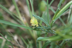 Neptunia triquetra